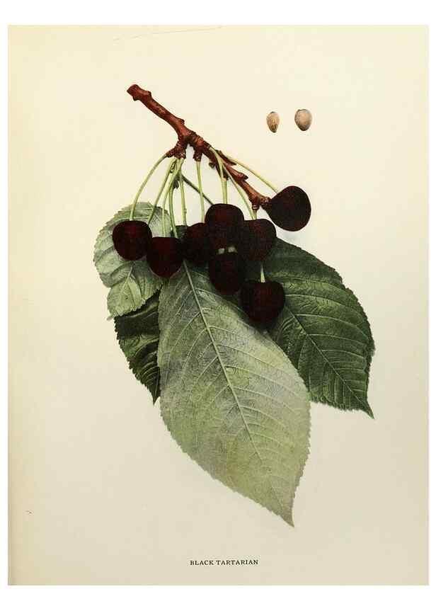 Reproducción/Reproduction 29544251180: The cherries of New York,. Albany,J. B. Lyon company, state printers,1915.