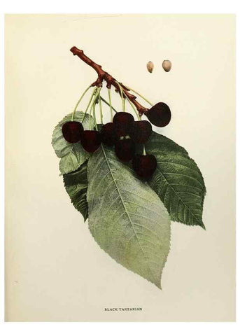 Reproducción/Reproduction 29544251180: The cherries of New York,. Albany,J. B. Lyon company, state printers,1915.
