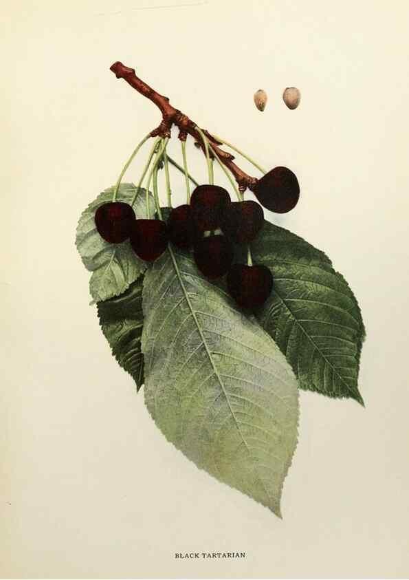 Reproducción/Reproduction 29544251180: The cherries of New York,. Albany,J. B. Lyon company, state printers,1915.