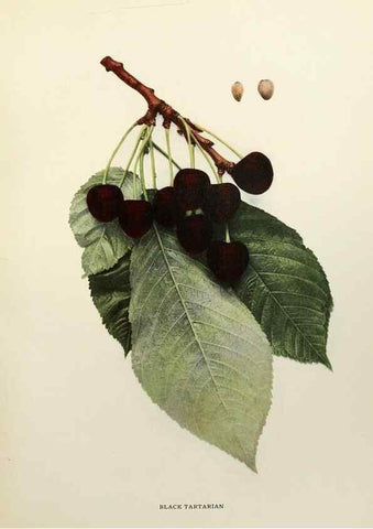 Reproducción/Reproduction 29544251180: The cherries of New York,. Albany,J. B. Lyon company, state printers,1915.