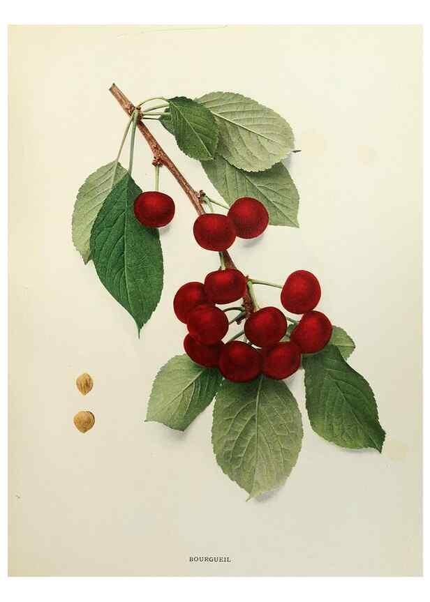 Reproducción/Reproduction 29209748384: The cherries of New York,. Albany,J. B. Lyon company, state printers,1915.