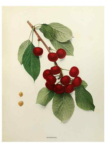Reproducción/Reproduction 29209748384: The cherries of New York,. Albany,J. B. Lyon company, state printers,1915.