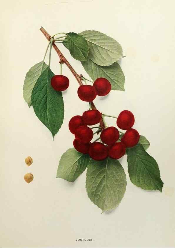 Reproducción/Reproduction 29209748384: The cherries of New York,. Albany,J. B. Lyon company, state printers,1915.