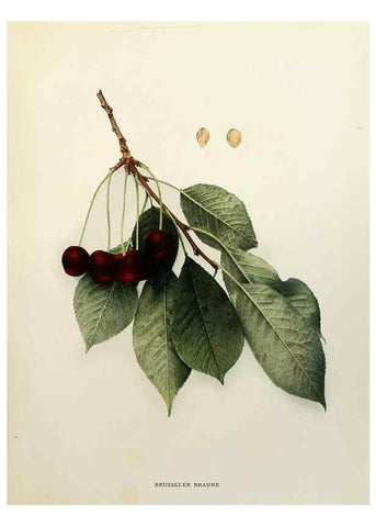 Reproducción/Reproduction 29209750014: The cherries of New York,. Albany,J. B. Lyon company, state printers,1915.