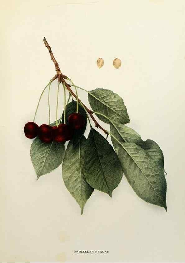 Reproducción/Reproduction 29209750014: The cherries of New York,. Albany,J. B. Lyon company, state printers,1915.