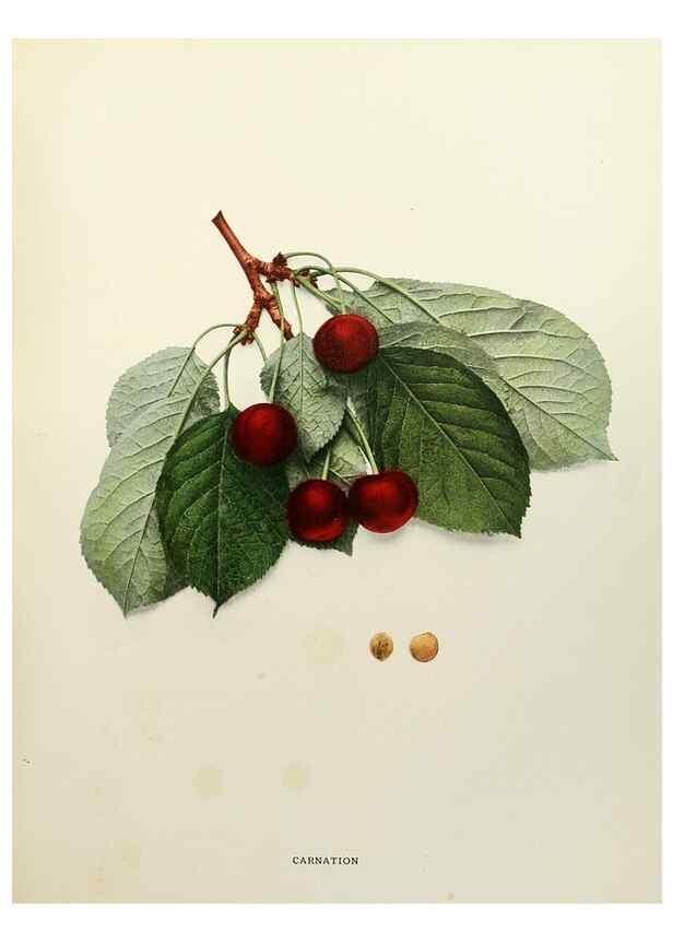 Reproducción/Reproduction 29754451501: The cherries of New York,. Albany,J. B. Lyon company, state printers,1915.