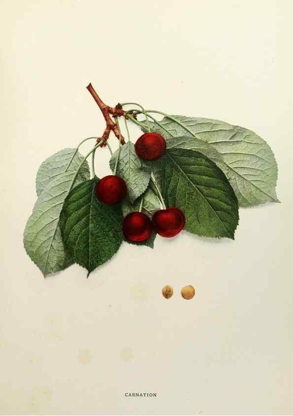 Reproducción/Reproduction 29754451501: The cherries of New York,. Albany,J. B. Lyon company, state printers,1915.