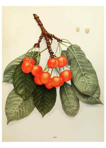 Reproducción/Reproduction 29801670266: The cherries of New York,. Albany,J. B. Lyon company, state printers,1915.
