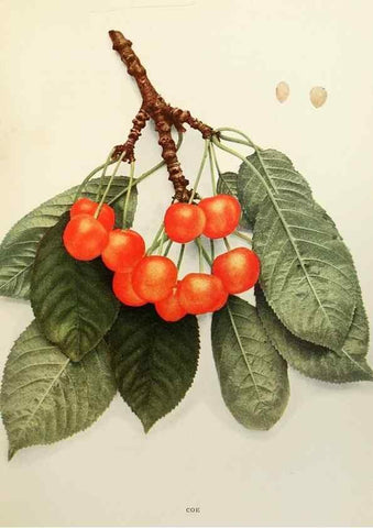 Reproducción/Reproduction 29801670266: The cherries of New York,. Albany,J. B. Lyon company, state printers,1915.