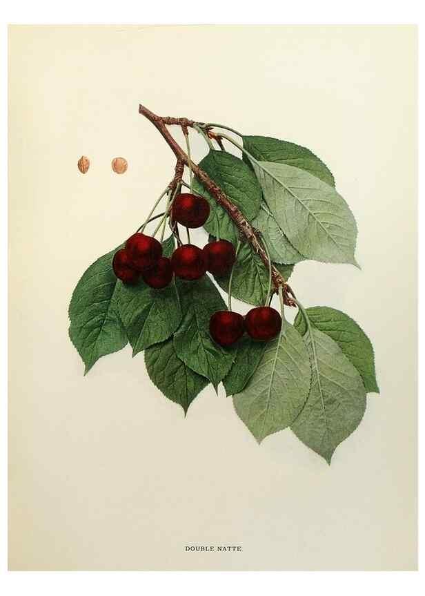 Reproducción/Reproduction 29801672556: The cherries of New York,. Albany,J. B. Lyon company, state printers,1915.