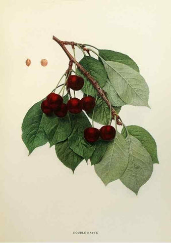 Reproducción/Reproduction 29801672556: The cherries of New York,. Albany,J. B. Lyon company, state printers,1915.