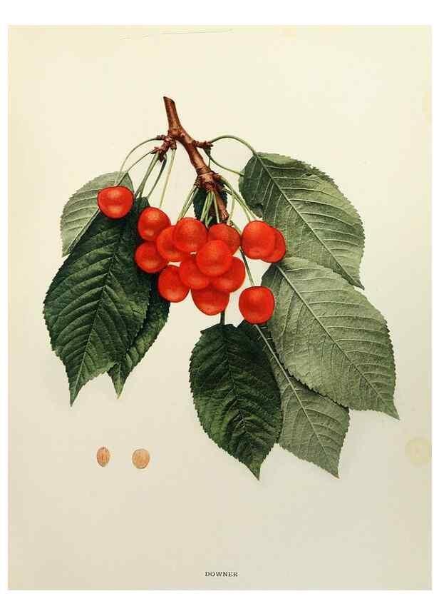 Reproducción/Reproduction 29801675736: The cherries of New York,. Albany,J. B. Lyon company, state printers,1915.