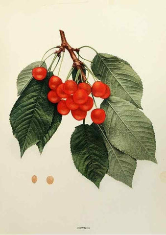 Reproducción/Reproduction 29801675736: The cherries of New York,. Albany,J. B. Lyon company, state printers,1915.