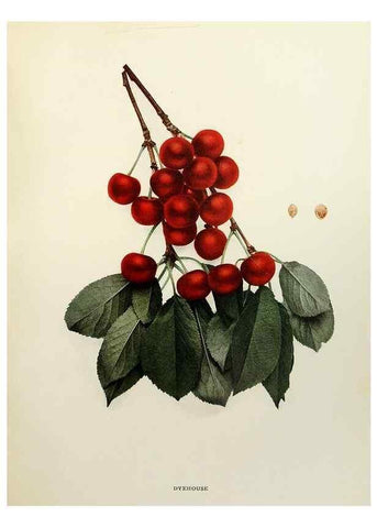 Reproducción/Reproduction 29801679246: The cherries of New York,. Albany,J. B. Lyon company, state printers,1915.