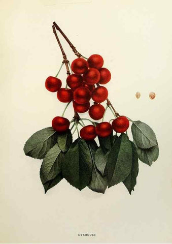 Reproducción/Reproduction 29801679246: The cherries of New York,. Albany,J. B. Lyon company, state printers,1915.
