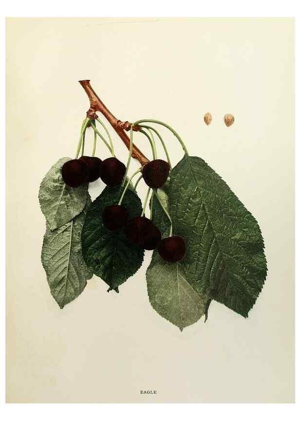 Reproducción/Reproduction 29801682866: The cherries of New York,. Albany,J. B. Lyon company, state printers,1915.