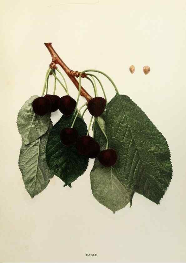 Reproducción/Reproduction 29801682866: The cherries of New York,. Albany,J. B. Lyon company, state printers,1915.