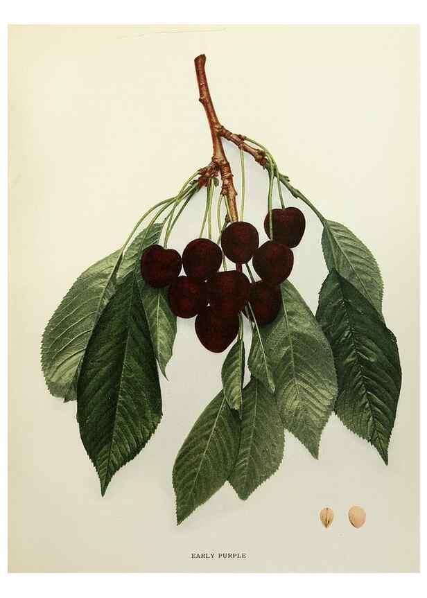 Reproducción/Reproduction 29801685216: The cherries of New York,. Albany,J. B. Lyon company, state printers,1915.