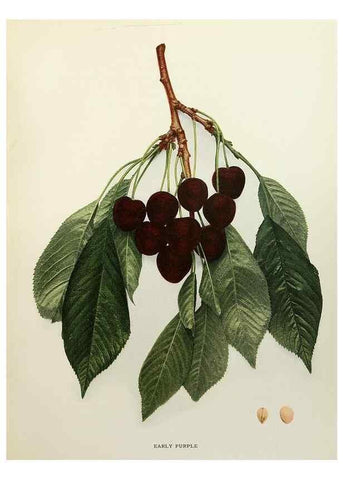 Reproducción/Reproduction 29801685216: The cherries of New York,. Albany,J. B. Lyon company, state printers,1915.