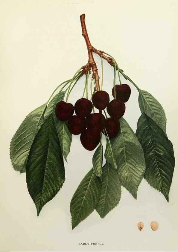 Reproducción/Reproduction 29801685216: The cherries of New York,. Albany,J. B. Lyon company, state printers,1915.