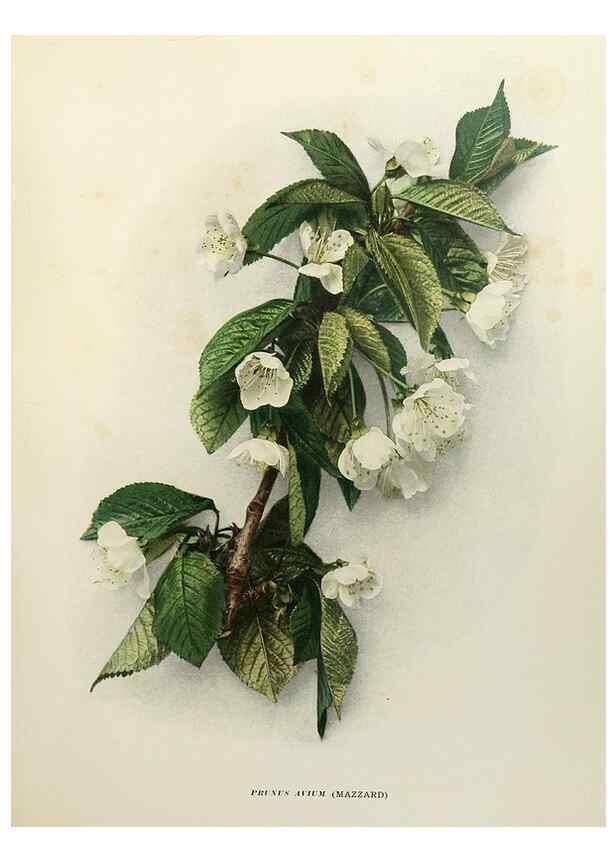 Reproducción/Reproduction 29544237750: The cherries of New York,. Albany,J. B. Lyon company, state printers,1915.