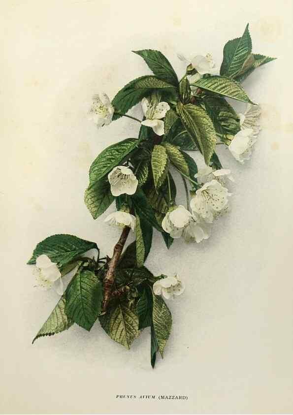 Reproducción/Reproduction 29544237750: The cherries of New York,. Albany,J. B. Lyon company, state printers,1915.