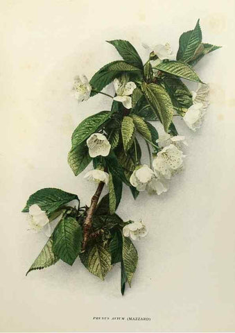 Reproducción/Reproduction 29544237750: The cherries of New York,. Albany,J. B. Lyon company, state printers,1915.