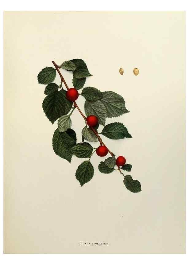 Reproducción/Reproduction 29544235630: The cherries of New York,. Albany,J. B. Lyon company, state printers,1915.