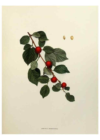 Reproducción/Reproduction 29544235630: The cherries of New York,. Albany,J. B. Lyon company, state printers,1915.