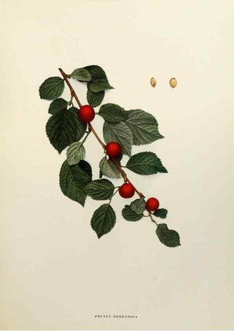 Reproducción/Reproduction 29544235630: The cherries of New York,. Albany,J. B. Lyon company, state printers,1915.