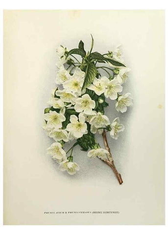 Reproducción/Reproduction 29544233390: The cherries of New York,. Albany,J. B. Lyon company, state printers,1915.