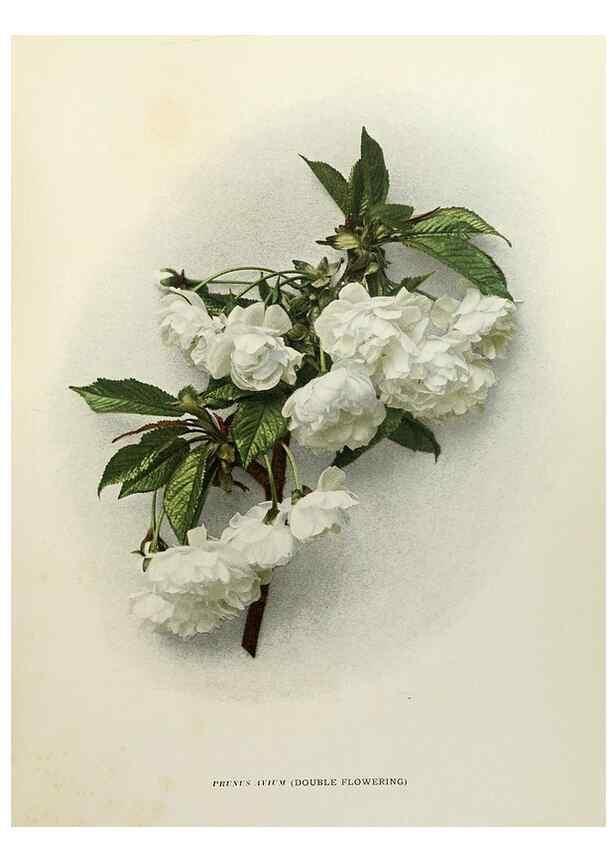Reproducción/Reproduction 29724038912: The cherries of New York,. Albany,J. B. Lyon company, state printers,1915.