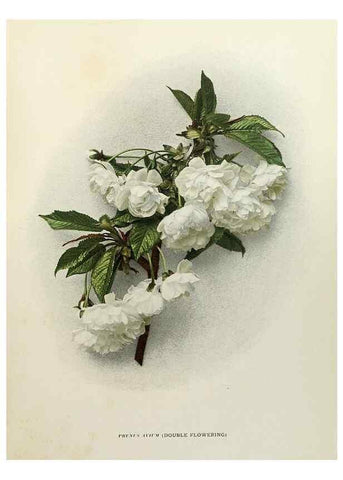 Reproducción/Reproduction 29724038912: The cherries of New York,. Albany,J. B. Lyon company, state printers,1915.