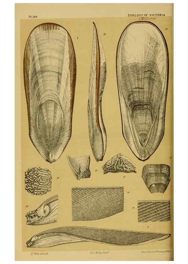 Reproducción/Reproduction 29472933111: Natural history of Victoria.. Melbourne,J.Ferres, government printer;1885-90.