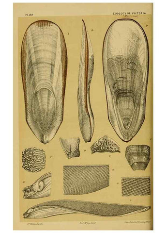 Reproducción/Reproduction 29472933111: Natural history of Victoria.. Melbourne,J.Ferres, government printer;1885-90.