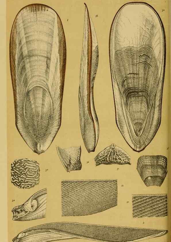 Reproducción/Reproduction 29472933111: Natural history of Victoria.. Melbourne,J.Ferres, government printer;1885-90.