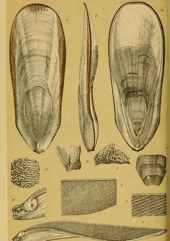 Reproducción/Reproduction 29472933111: Natural history of Victoria.. Melbourne,J.Ferres, government printer;1885-90.