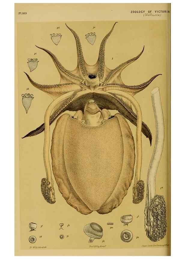 Reproducción/Reproduction 29553398565: Natural history of Victoria.. Melbourne,J.Ferres, government printer;1885-90.