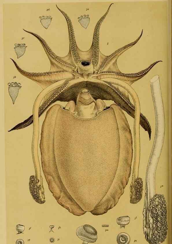 Reproducción/Reproduction 29553398565: Natural history of Victoria.. Melbourne,J.Ferres, government printer;1885-90.