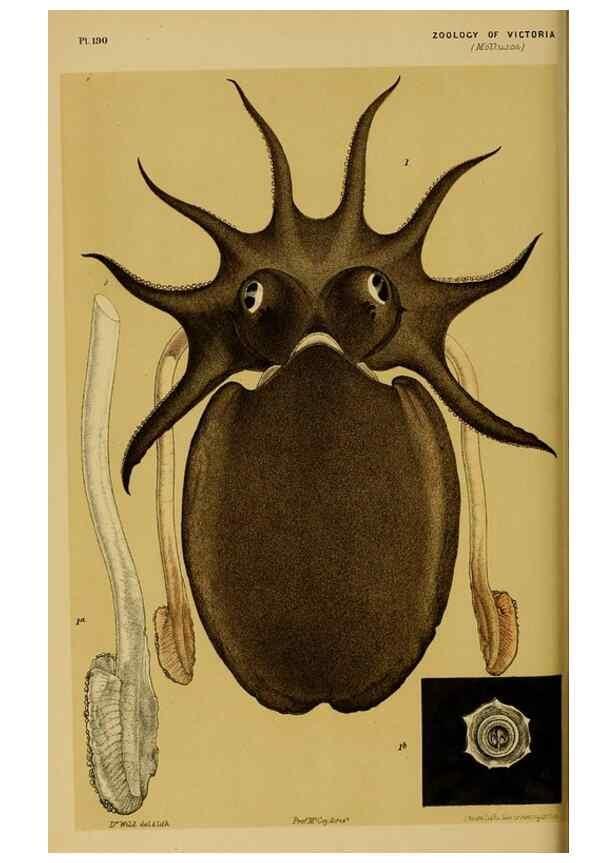 Reproducción/Reproduction 29553403275: Natural history of Victoria.. Melbourne,J.Ferres, government printer;1885-90.