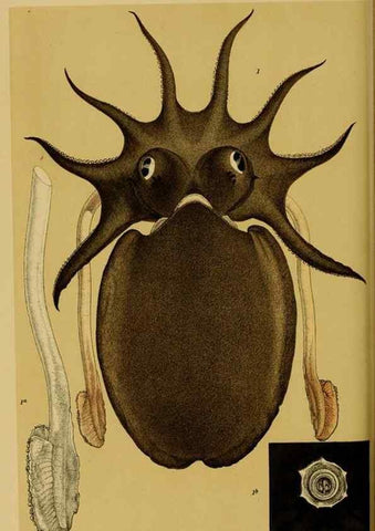 Reproducción/Reproduction 29553403275: Natural history of Victoria.. Melbourne,J.Ferres, government printer;1885-90.