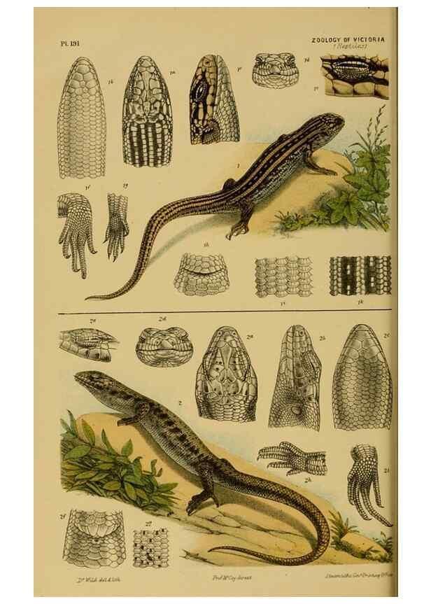 Reproducción/Reproduction 29263437390: Natural history of Victoria.. Melbourne,J.Ferres, government printer;1885-90.