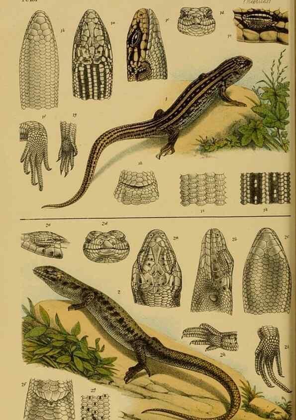 Reproducción/Reproduction 29263437390: Natural history of Victoria.. Melbourne,J.Ferres, government printer;1885-90.