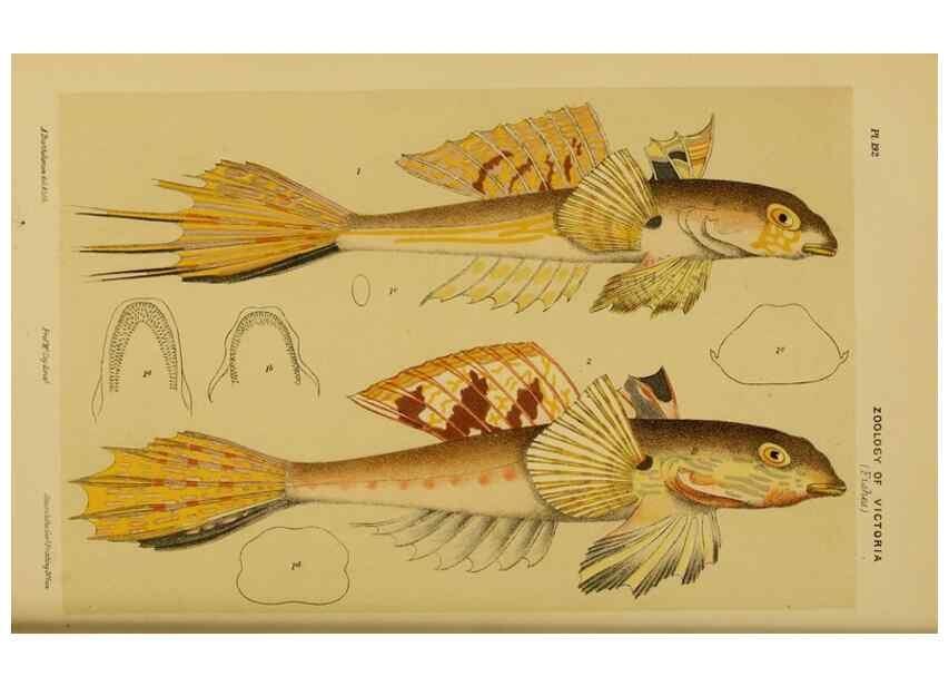 Reproducción/Reproduction 29263442670: Natural history of Victoria.. Melbourne,J.Ferres, government printer;1885-90.