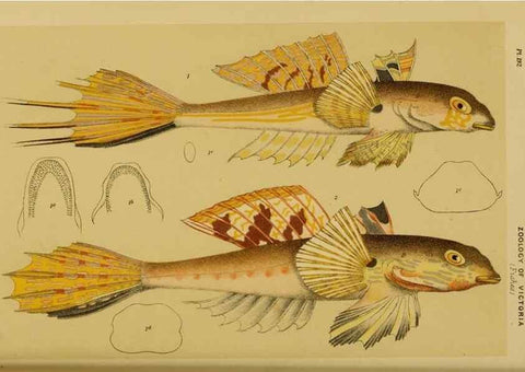 Reproducción/Reproduction 29263442670: Natural history of Victoria.. Melbourne,J.Ferres, government printer;1885-90.