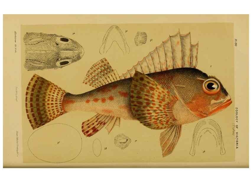 Reproducción/Reproduction 29443973232: Natural history of Victoria.. Melbourne,J.Ferres, government printer;1885-90.