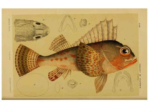 Reproducción/Reproduction 29443973232: Natural history of Victoria.. Melbourne,J.Ferres, government printer;1885-90.