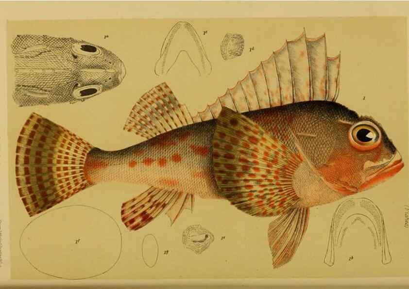 Reproducción/Reproduction 29443973232: Natural history of Victoria.. Melbourne,J.Ferres, government printer;1885-90.