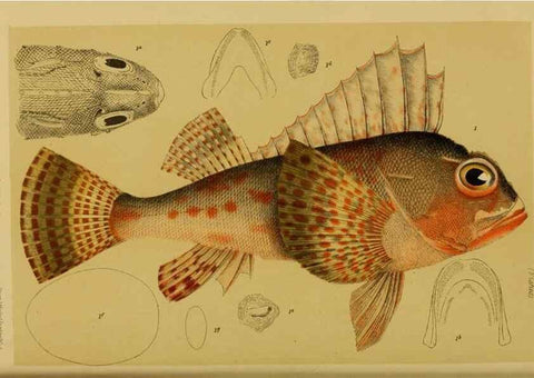 Reproducción/Reproduction 29443973232: Natural history of Victoria.. Melbourne,J.Ferres, government printer;1885-90.