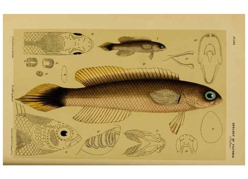 Reproducción/Reproduction 28928149744: Natural history of Victoria.. Melbourne,J.Ferres, government printer;1885-90.
